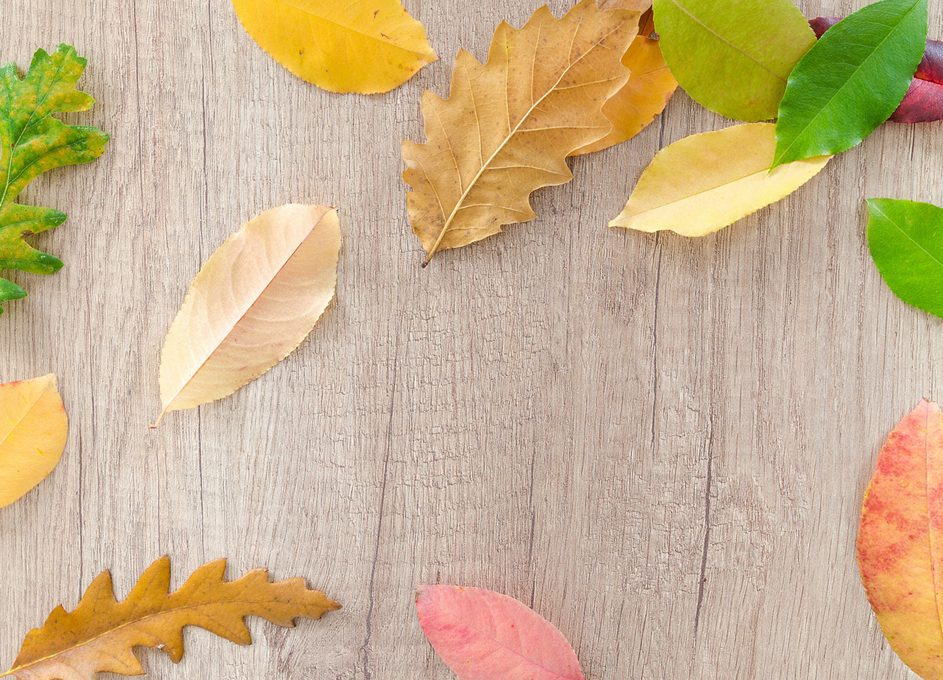Thanksgiving Background